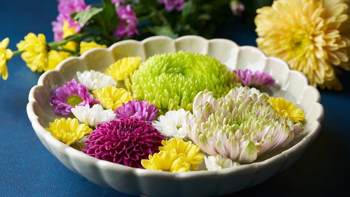 La floraison des chrysanthèmes à Tokyo une tradition japonaise incontournable