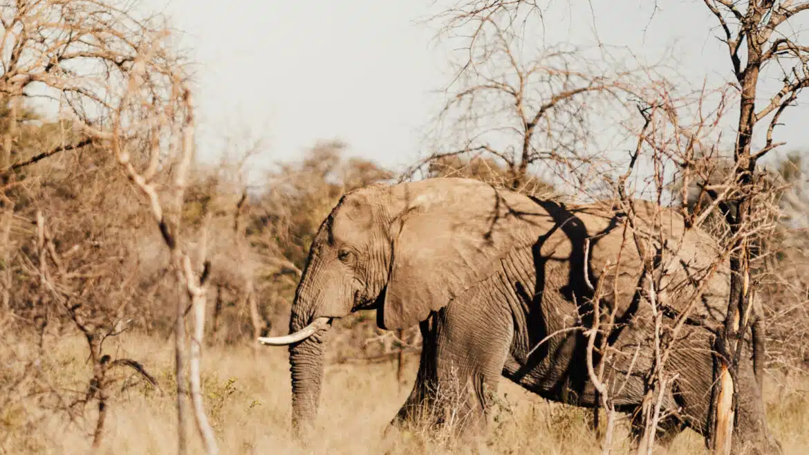 Les avantages de partir en voyage sur mesure en Afrique du Sud