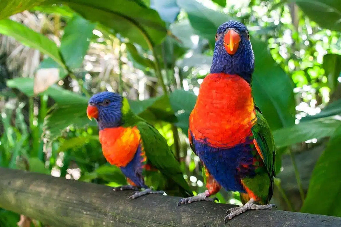 la Guadeloupe et la Martinique