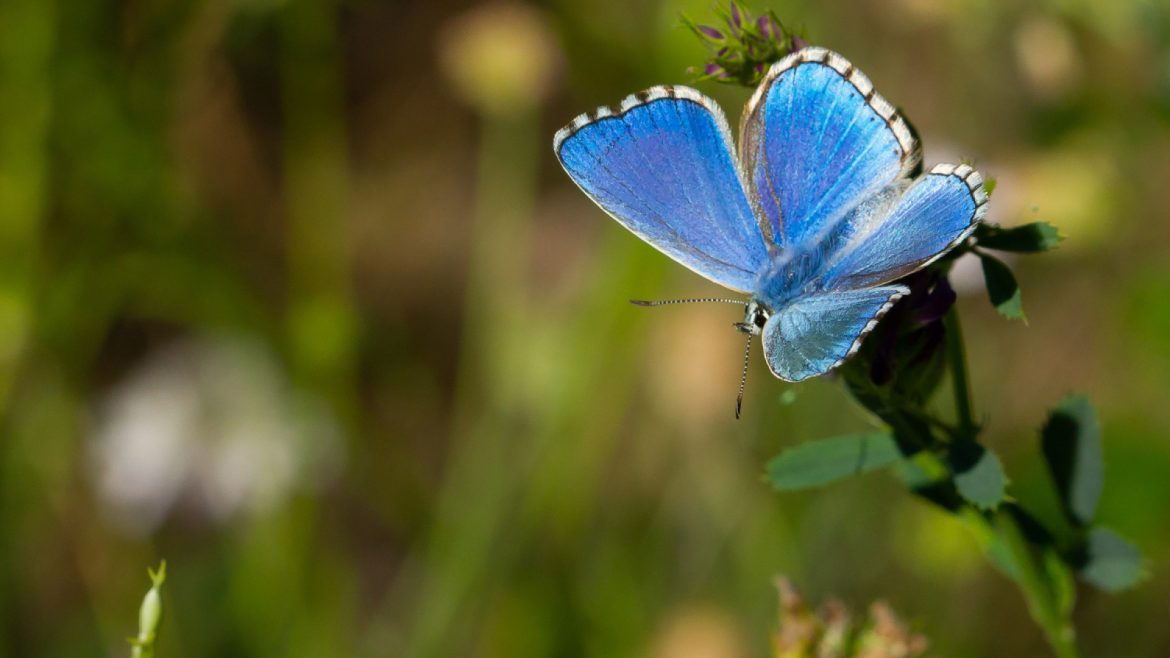 Plongez dans l’univers coloré des papillons lors d’une visite en ferme