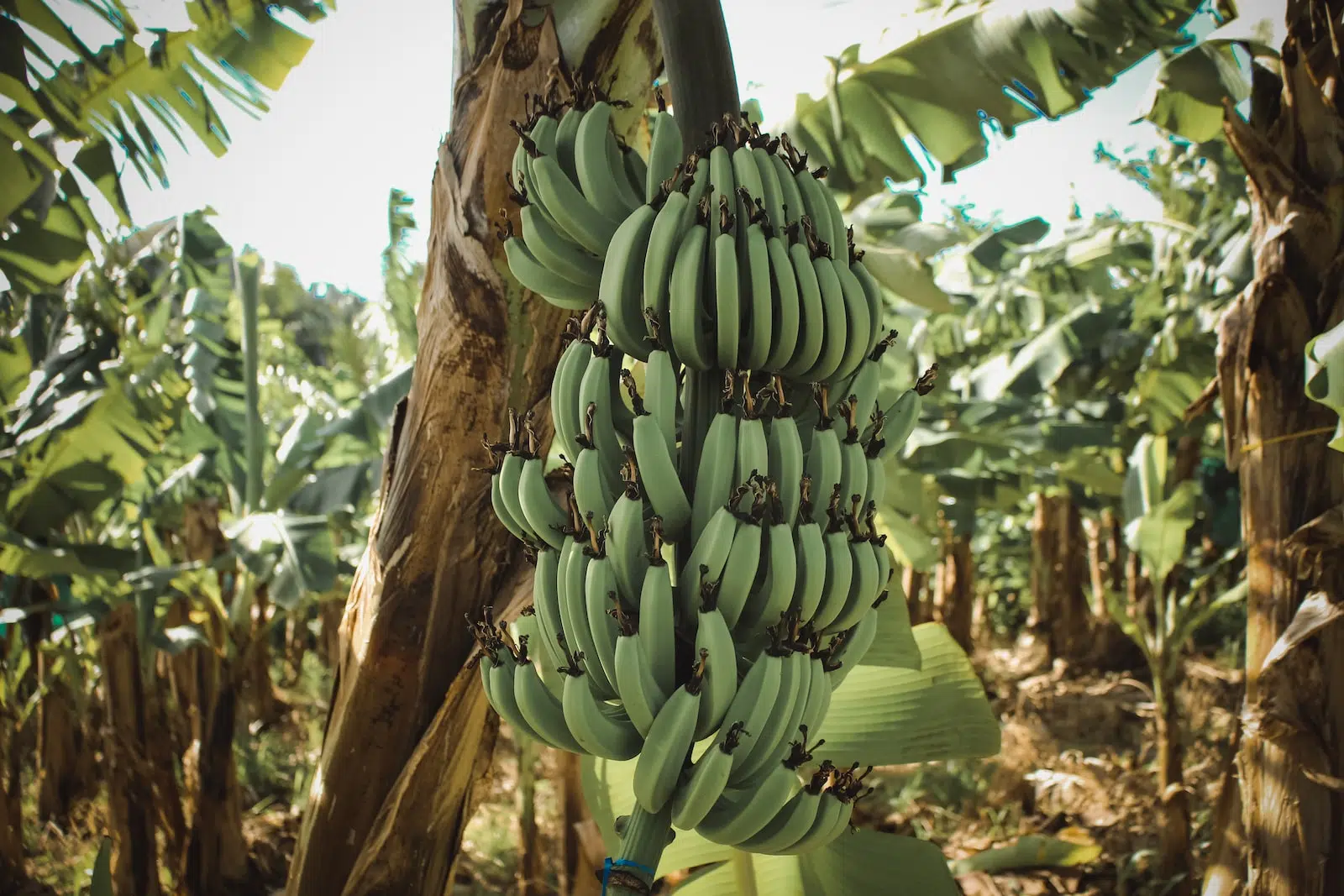 Passer des vacances en Martinique ce qu'il faut savoir