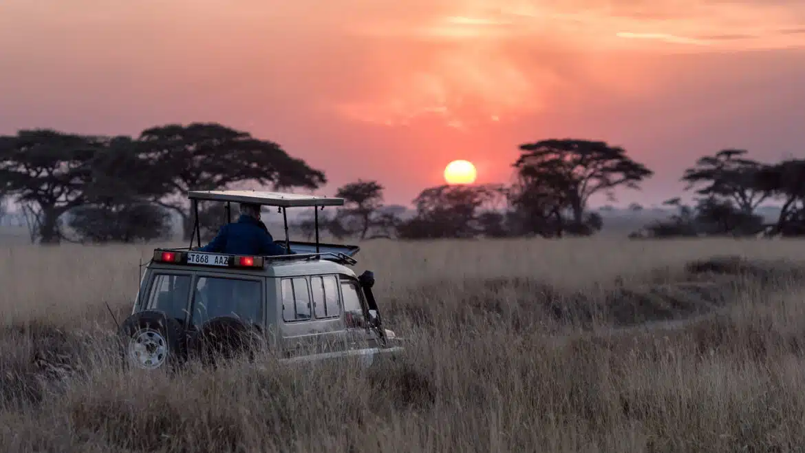 Safari en pleine nature : une nouvelle manière de voyager !